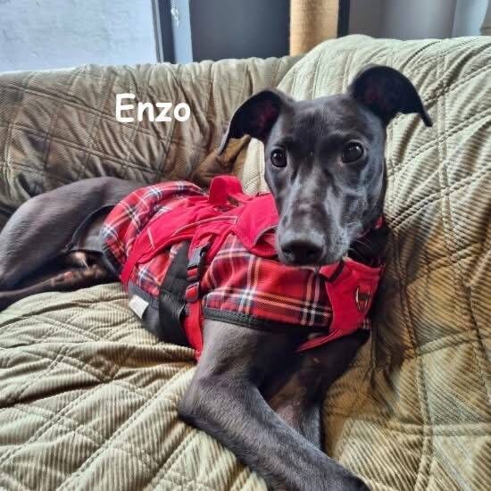 Enzo