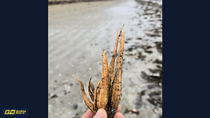 Irish pensioner ‘facing deportation’ from Israel