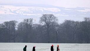 XL bully dog law halted after judge grants injunction against seizure or euthanasia