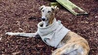 Kildare Rescue Tails: Resilient Nina is bouncing around on three legs
