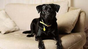 Trolley watch: 598 patients waiting for beds in hospitals Trolley watch: 598 patients waiting for beds in hospitals