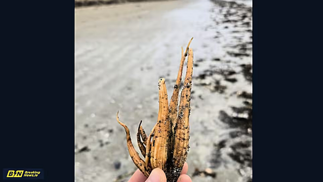 Toxic plant spotted on several beaches along east coast as further warning issued