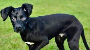 Kildare Rescue Tails: Resilient Conor & Minnie  ready for next chapter