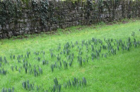 It is true that Spring gladdens the heart!