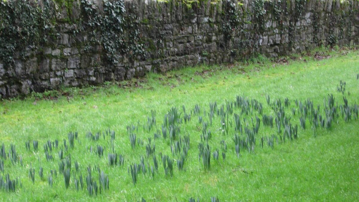 A walk in People’s Park in Athy reveals nature's delights