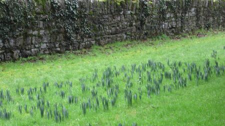 A walk in People’s Park in Athy reveals nature's delights