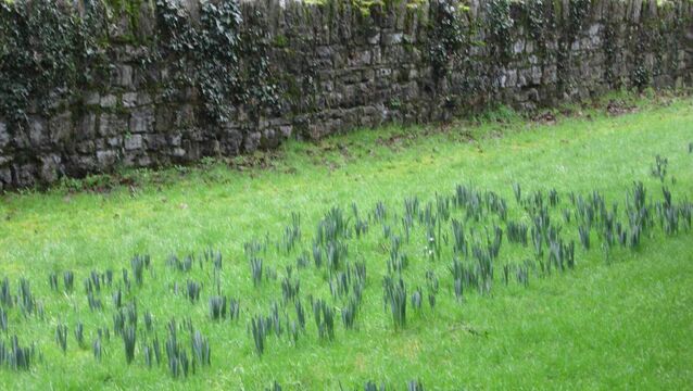 A walk in People’s Park in Athy reveals nature's delights