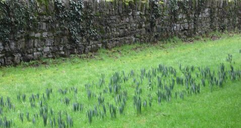 A walk in People’s Park in Athy reveals nature's delights