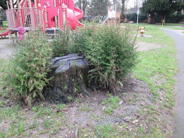 The Coastal Redwood tree lives on