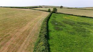 <p>Hedgerows offer fields a needed balance</p>