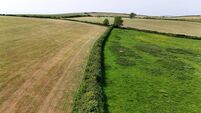 Living Greener: Maintained hedgerows are a work of art