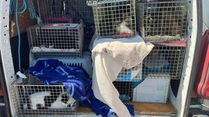 Kildare Rescue Tails: Dealing with feral cat colonies humanely
