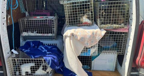 Kildare Rescue Tails: Dealing with feral cat colonies humanely