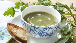 Living Greener: Nettle plants are versatile and packed full of nutrients