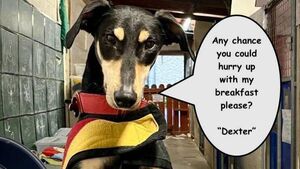 Kildare Rescue Tails: affectionate Dexter loves company