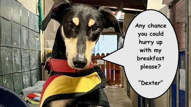 Kildare Rescue Tails: affectionate Dexter loves company