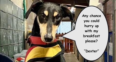 Kildare Rescue Tails: affectionate Dexter loves company