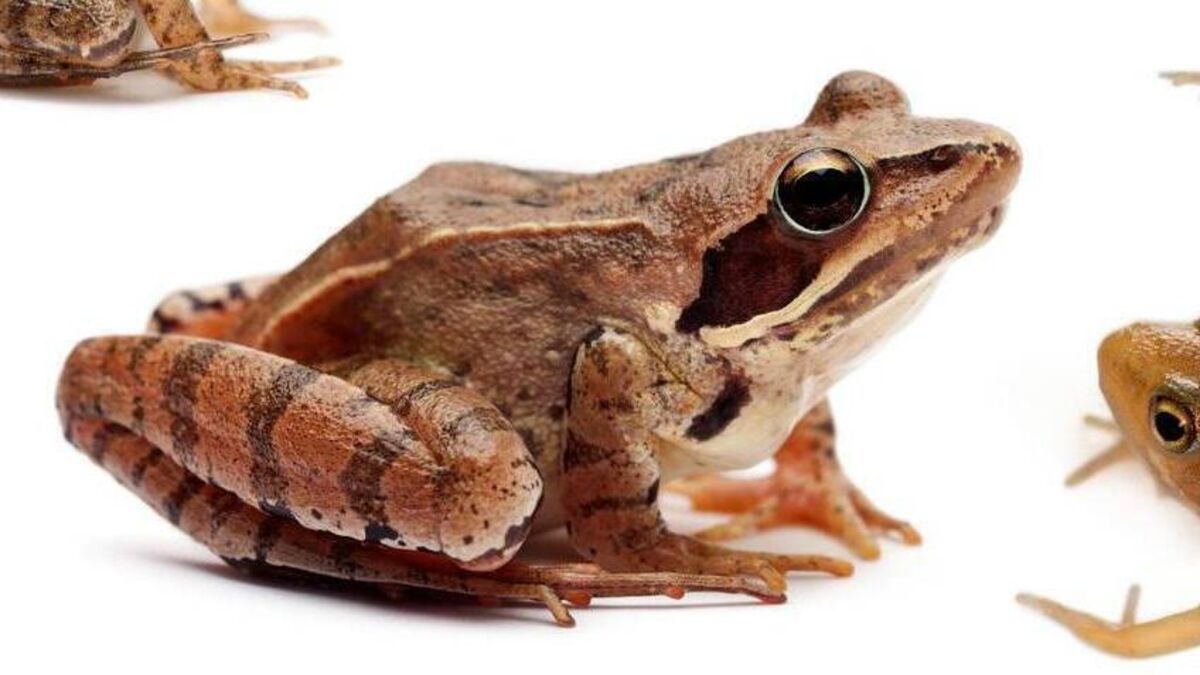 Kildare to help count rare 'Common' frogs