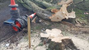 Athy owner explains felling of centuries-old trees