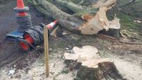 Athy owner explains felling of centuries-old trees