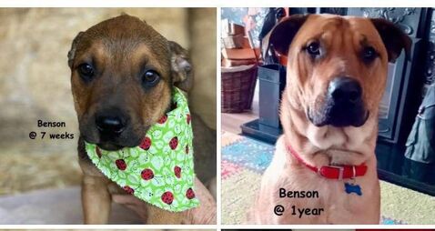 Kildare Rescue Tails: Rescue dogs grow up fast!