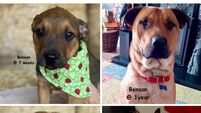 Kildare Rescue Tails: Rescue dogs grow up fast!