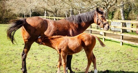 New foals find their feet at Kildare's National Stud