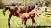 New foals find their feet at Kildare's National Stud