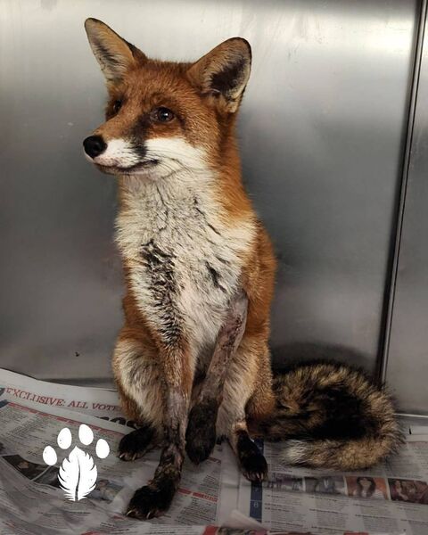 Fox rescued from Co Cavan after being hit by a car, recovering after surgery Fox rescued from Co Cavan after being hit by a car, recovering after surgery