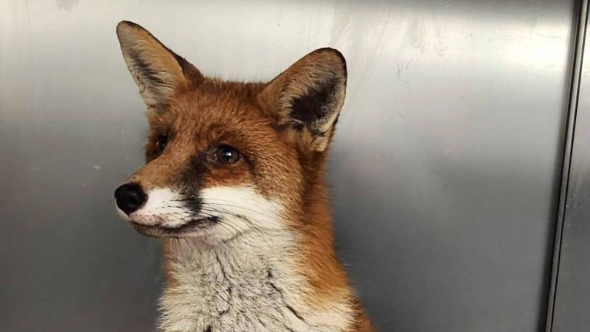 Kildare Wildlife Rescue looking to partner up with businesses