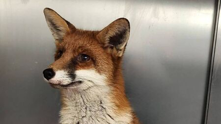 Kildare Wildlife Rescue looking to partner up with businesses