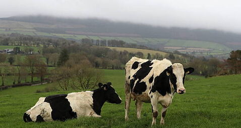 Government set to spend €600,000 on 'social farming model'