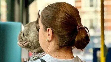 Pets on public transport consultation closes today