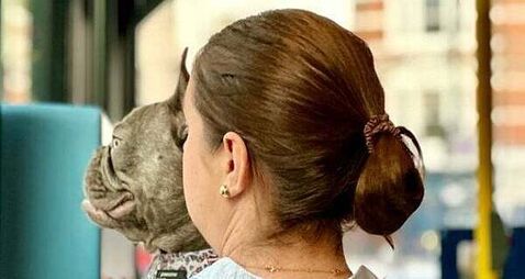 Pets on public transport consultation closes today