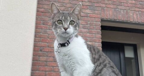 Lost cat found 20km away from Kildare home