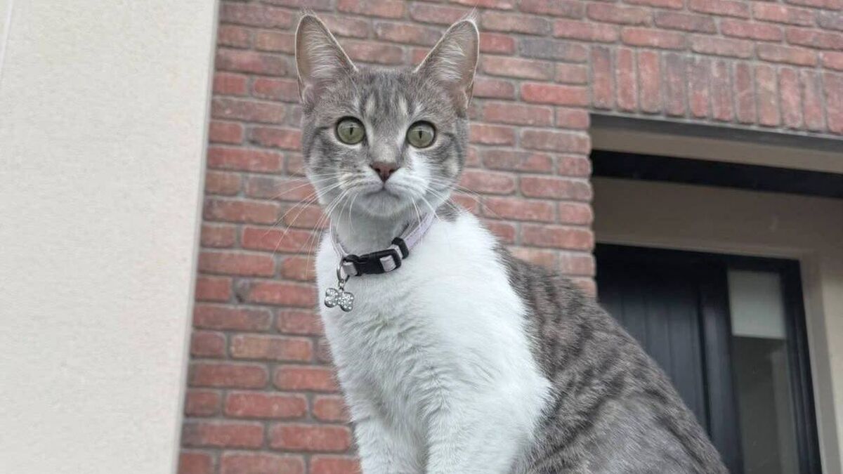 Lost cat found 20km away from Kildare home