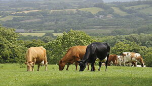 Irish farms facing nitrogen fertiliser shortages as conflict in Middle East continues, expert says