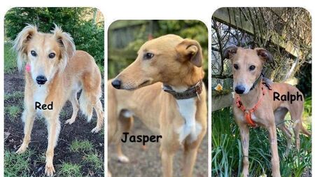 Kildare animal charity host Easter Dog Walk & Egg Hunt this Friday