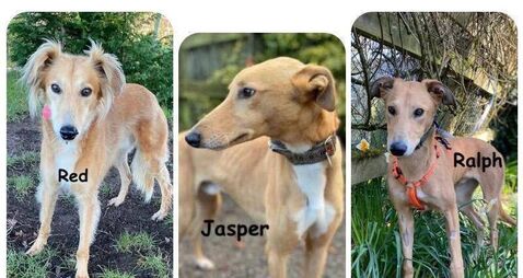 Kildare animal charity host Easter Dog Walk & Egg Hunt this Friday