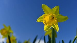 Castledermot raises €4,400 for Daffodil Day