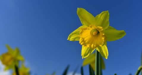 Castledermot raises €4,400 for Daffodil Day