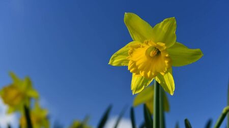 Castledermot raises €4,400 for Daffodil Day