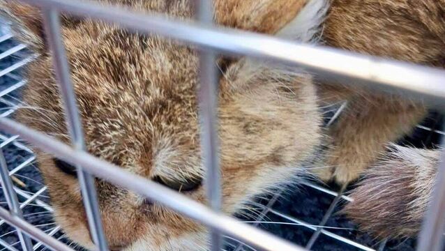 Busy times for Kildare feral cat team 