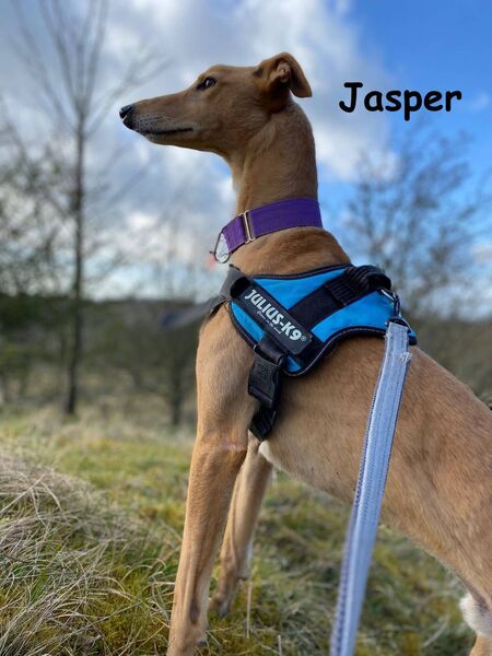 Handsome Jasper is need of a home Handsome Jasper is need of a home