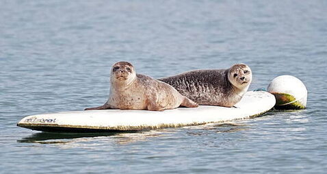 Statue would be ‘seal of approval’ for Dungarvan’s famous surfers