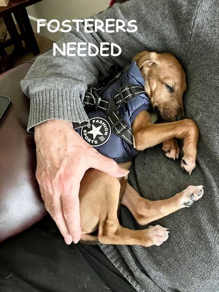 Fosterer needed Fosterer needed