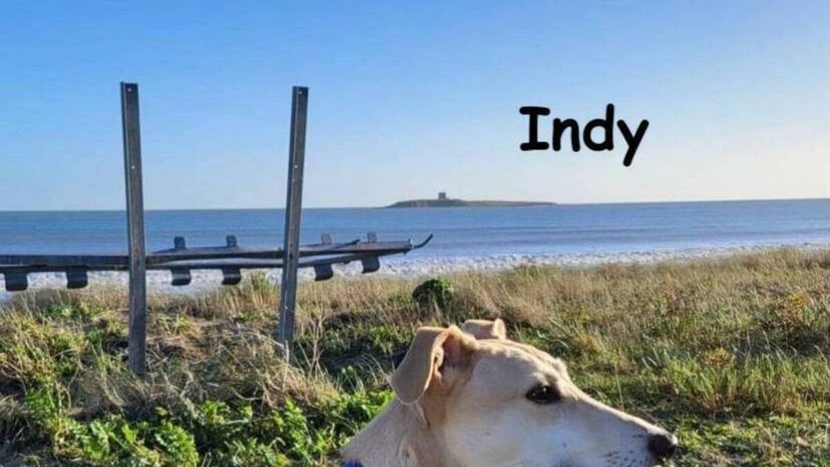 Kildare Rescue Tails: Hero Indy is a blood donor