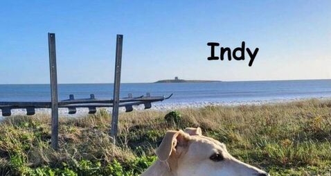 Kildare Rescue Tails: Hero Indy is a blood donor