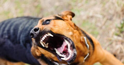 Kildare spectator attacked by dog on side-line, meeting hears