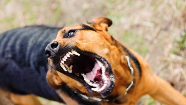 Kildare spectator attacked by dog on side-line, meeting hears